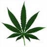 Avatar alcohol fiesta cannabis