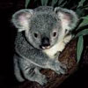 Avatar animales