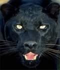 Avatar animales