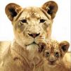 Avatar animales