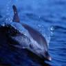 Avatar animales