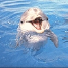 Avatar animales