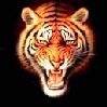 Avatar animales