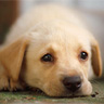 Avatar animales