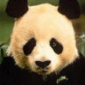 Avatar animales