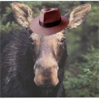 Avatar animales