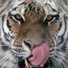 Avatar animales