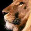 Avatar animales