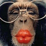 Avatar animales