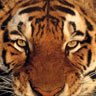 Avatar animales