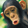 Avatar animales