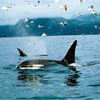 Avatar animales