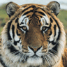 Avatar animales