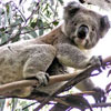 Avatar animales
