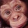 Avatar animales