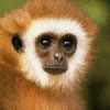 Avatar animales