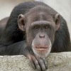 Avatar animales