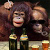 Avatar animales