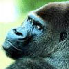 Avatar animales