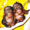 Avatar animales