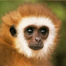 Avatar animales