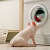Avatar animales