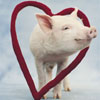 Avatar animales