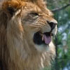 Avatar animales