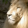 Avatar animales