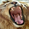 Avatar animales