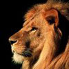 Avatar animales