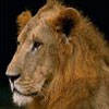 Avatar animales