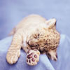 Avatar animales