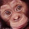 Avatar animales