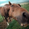Avatar animales