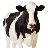 Avatar animales