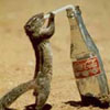 Avatar animales