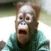 Avatar animales