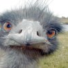 Avatar animales