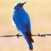 Avatar animales