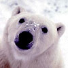 Avatar animales