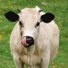 Avatar animales