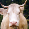 Avatar animales