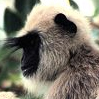 Avatar animales