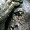 Avatar animales
