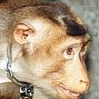 Avatar animales