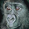 Avatar animales