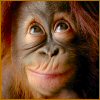 Avatar animales