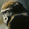 Avatar animales