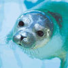 Avatar animales